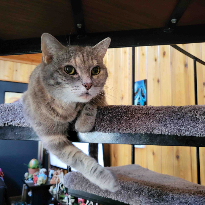 Alisha's Cat Sitting Services photo 3
