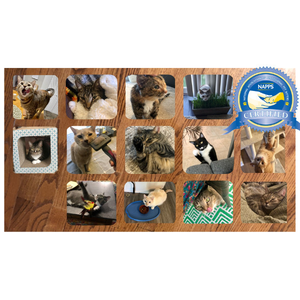 Katie's Crazy Kitty Care Staycation