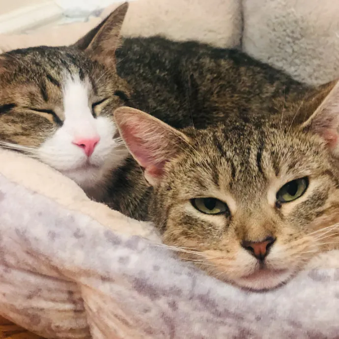 Cat Mama In Hoboken photo 4