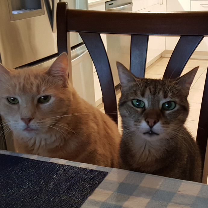 Happy Paws Cat Sitting photo 2
