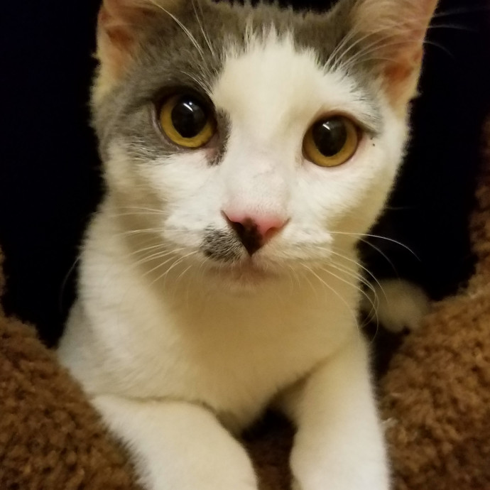 Judit's Purr Care