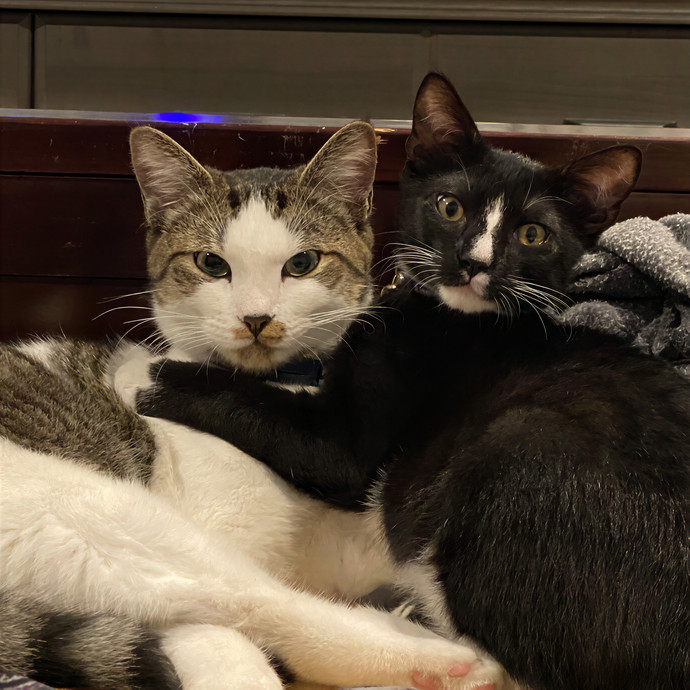 Mars' Out Of This World Cat Care photo 2