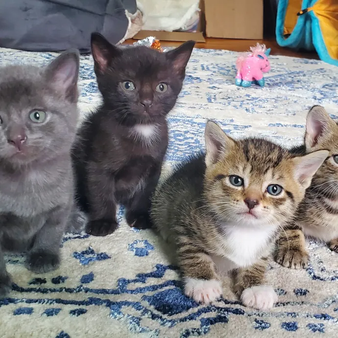 The Marvelous Cat Sitter