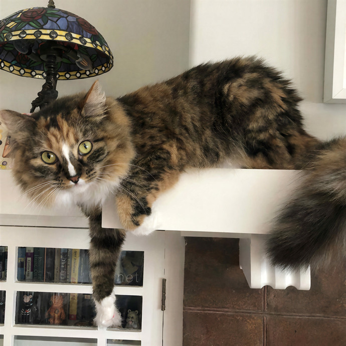 Elaine's Meowvelous Cat Sitting In Sf