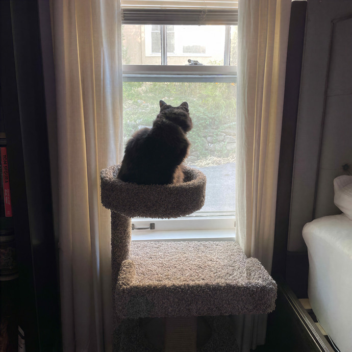 Ally's Purrfect Catsitting