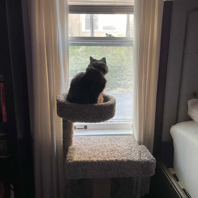 Ally's Purrfect Catsitting