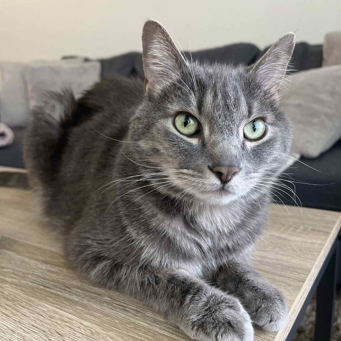 Kelsey's Kitty Sitting photo 2