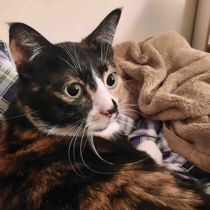 Elle's Cat Sitting Haven photo 2
