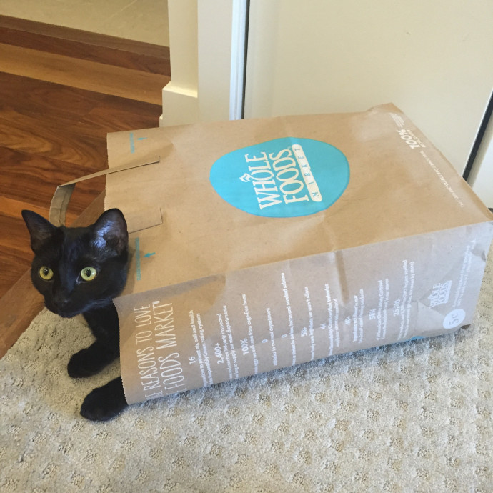Sabrina's Cat Sitting In Brisbane Ca