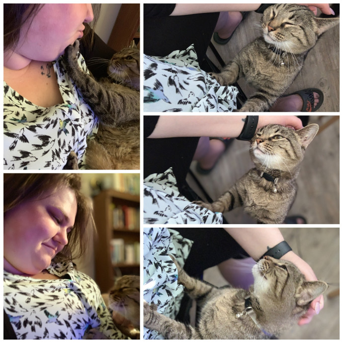 The Purrfect Sitters