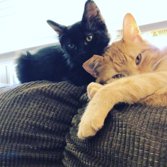 Hayley's Kitty Cuddles