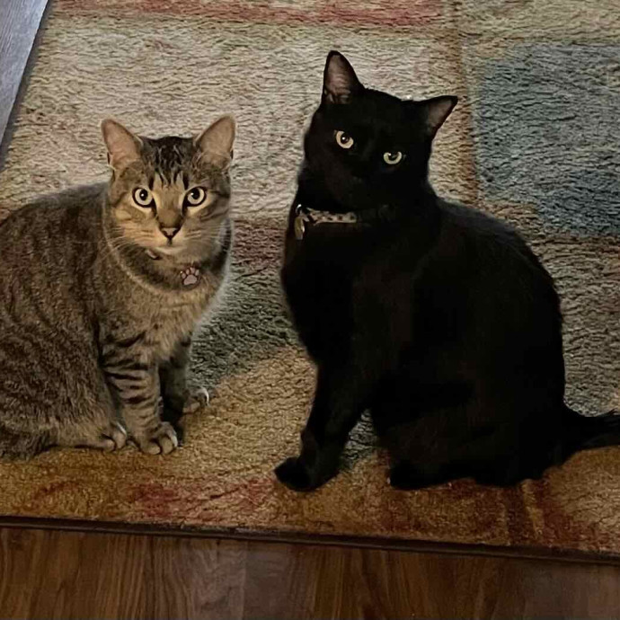 Erin's Purrfect Cat Sitting In Englewood