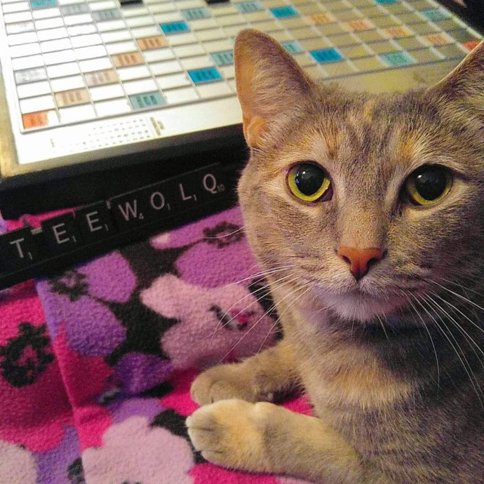 Itty Bitty Kitty Committee - Cat Care