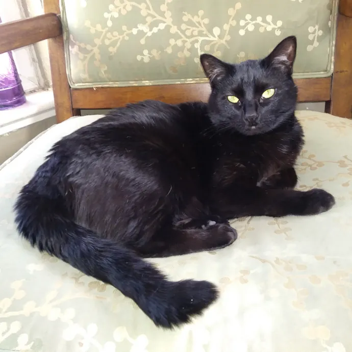 Maurae's Happy Cats Of Denver