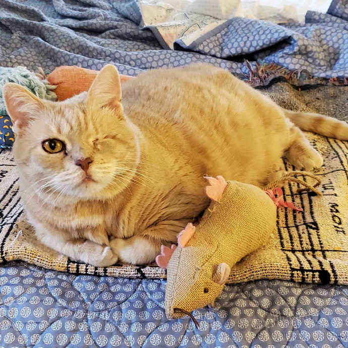 Amazing Cat Care By Angela