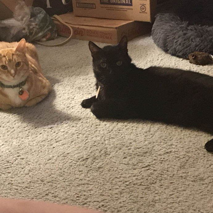Danielle's Furry Friends