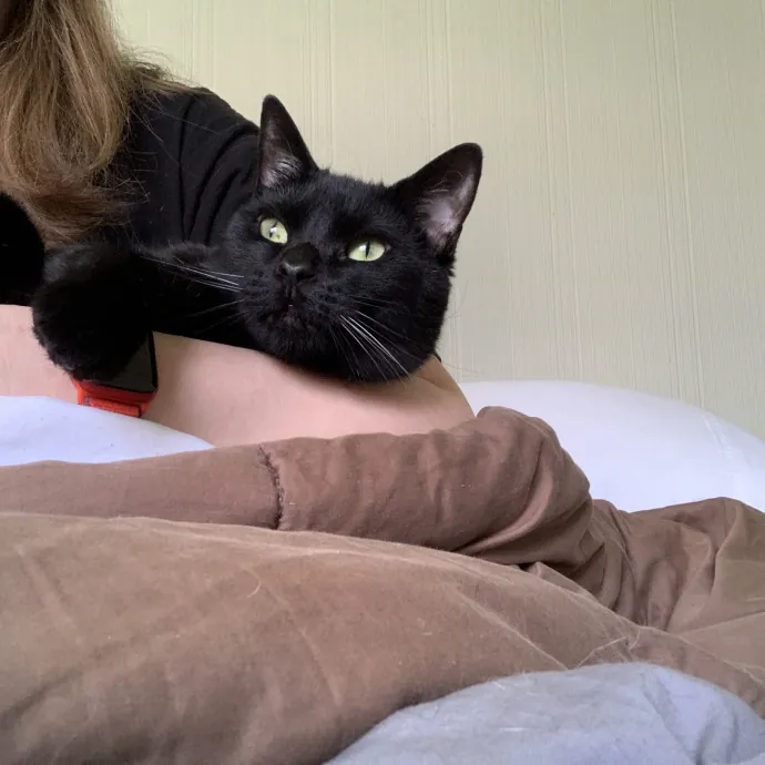 Marilyn Cat Sits In Madison