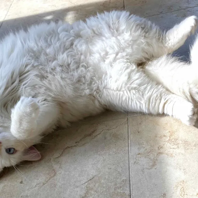 Paws And Purrs Kitty Sitting