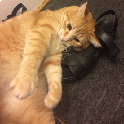 Thea The Cat Au Pair photo 3