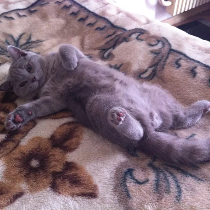 Kathryn's Purrfect Cat Sitting Boulder