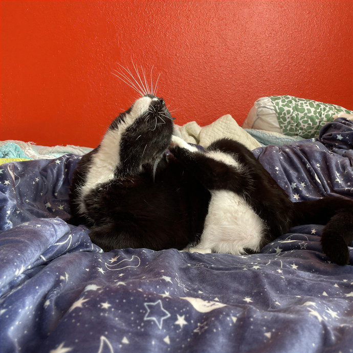 Emma's Solo Cat-Sitting Club