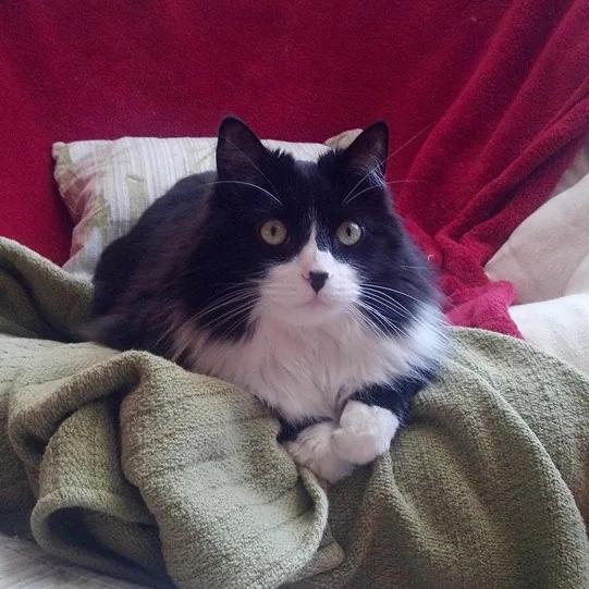 Sitter Sarah - Cat Fan In The Fan Rva