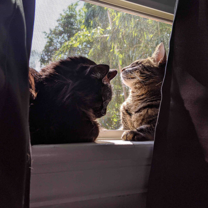 Pdx Veterinary Purrfessional Cat Care