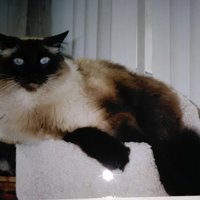 Beverly's South Bay Cat Sitting