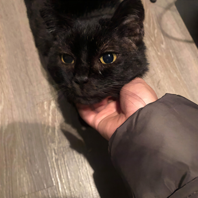 Super Flexible Cat Sitter In Durham photo 2