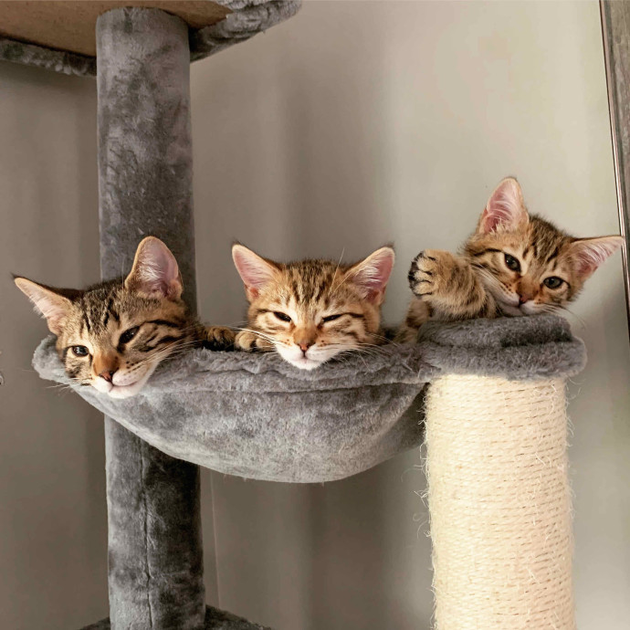 Orlando's Best Cat Sitter