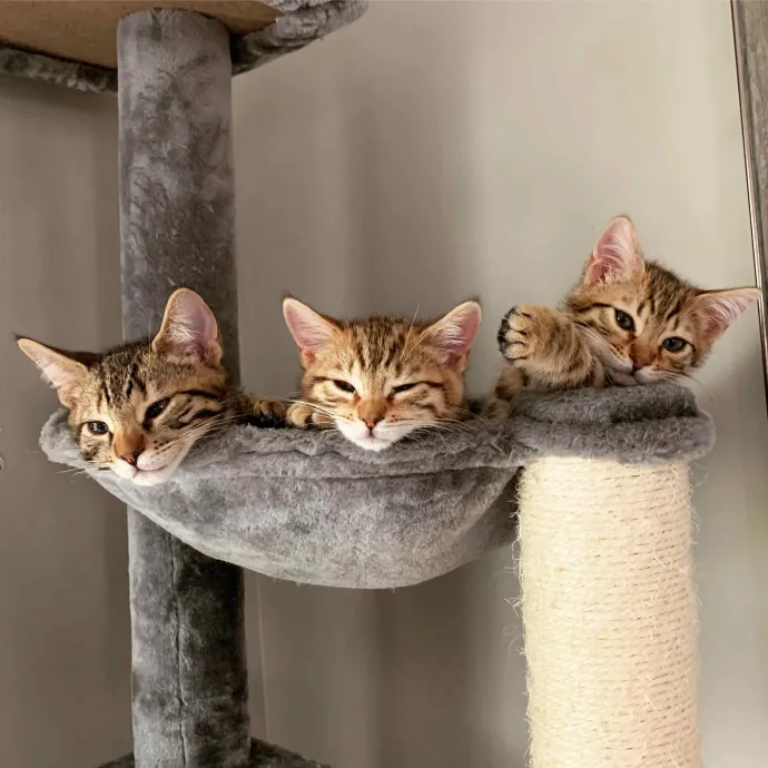 Orlando's Best Cat Sitter