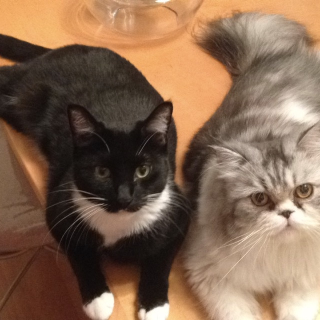 Palos Verdes Cat Sitting photo 2