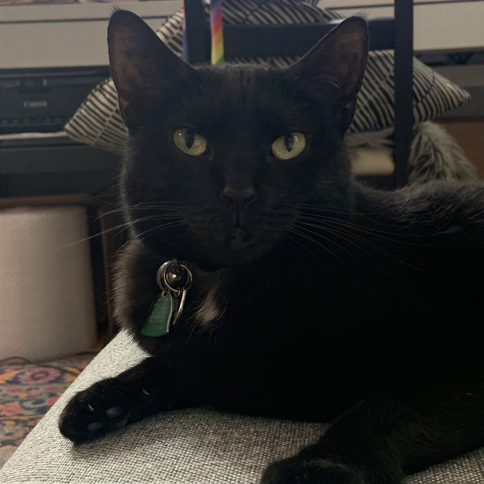 Cat Sitting By Karina - Woodside Nyc