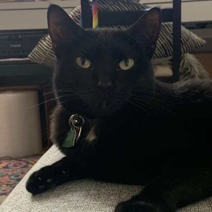 Cat Sitting By Karina - Woodside Nyc