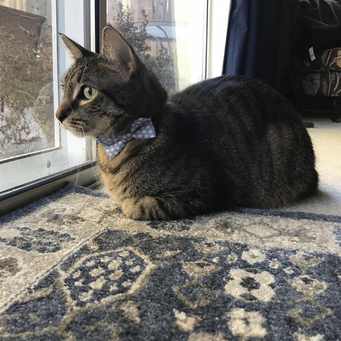 Mahnoor's Cat Sitting photo 2