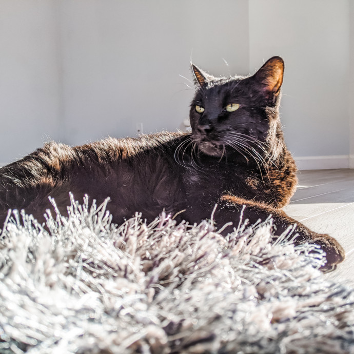 Reliable Cat Sitting In Las Vegas