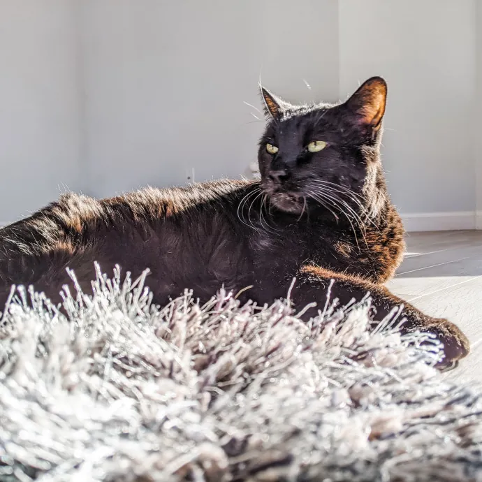 Reliable Cat Sitting In Las Vegas