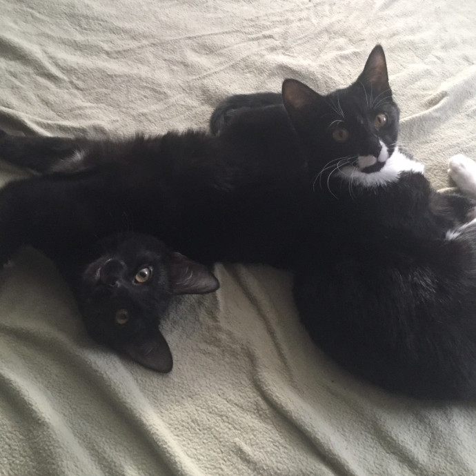 Rose's Cozy Cat Care photo 3
