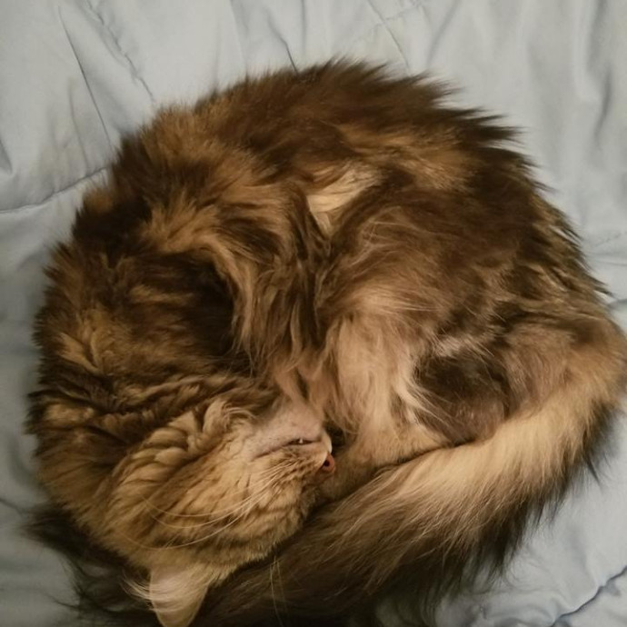 Vartan's Kitty Korner photo 3