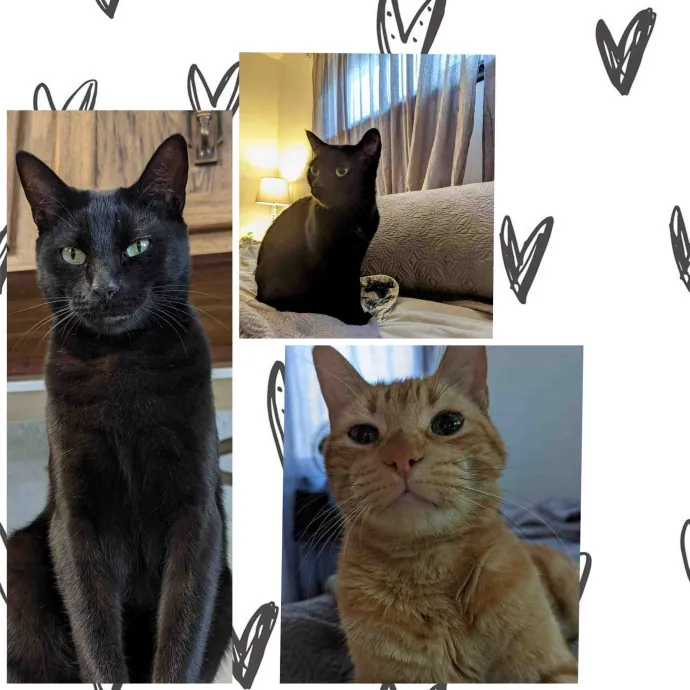 Thee Cat's Meow South Bay