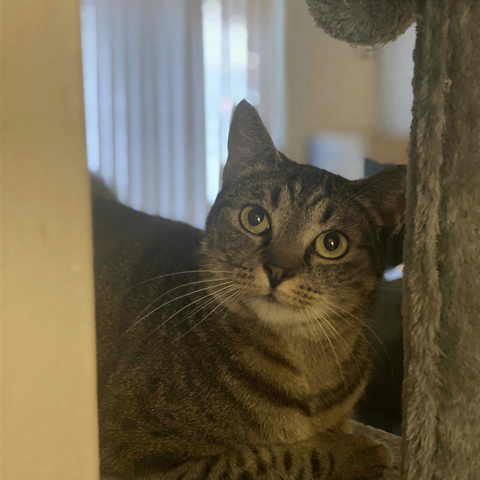 Adam's Cat Sitting photo 2
