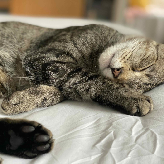 Holiday's Cat Care
