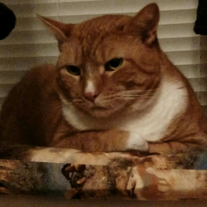 Christine's Cat Sitting photo 3