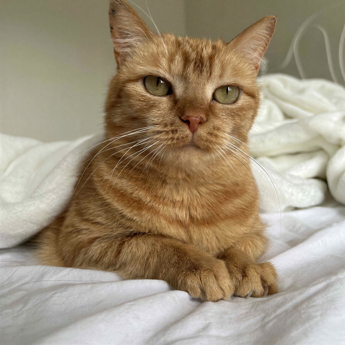 Mango Cat Care photo 2