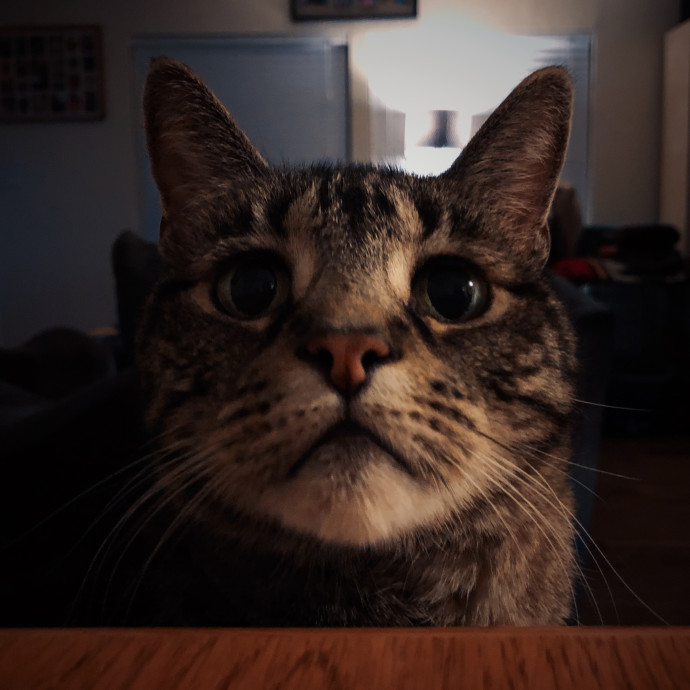 Catnip Crusaders