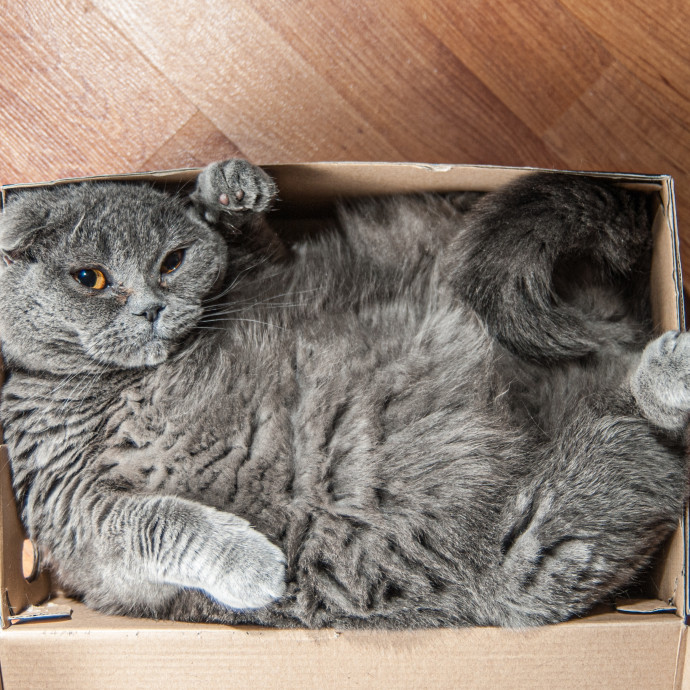 Purr-Fect Care Your Local Cat Expert photo 2