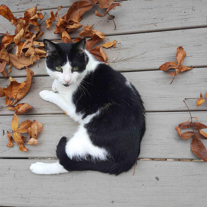 Jenna's Advanced Cat Sitting photo 2