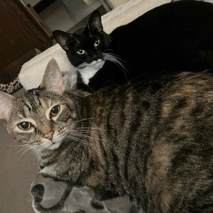 Vet Nurse Cat Sitter