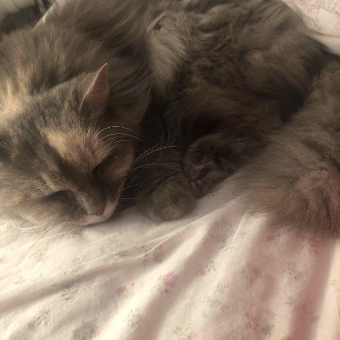 Rachel's Catastic Care