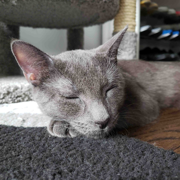 Lucy's Cat Sitting Nyc